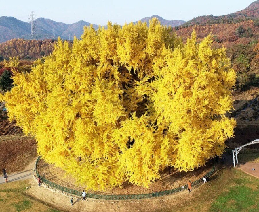 1332살이라는 원주 반계리 은행나무 크기