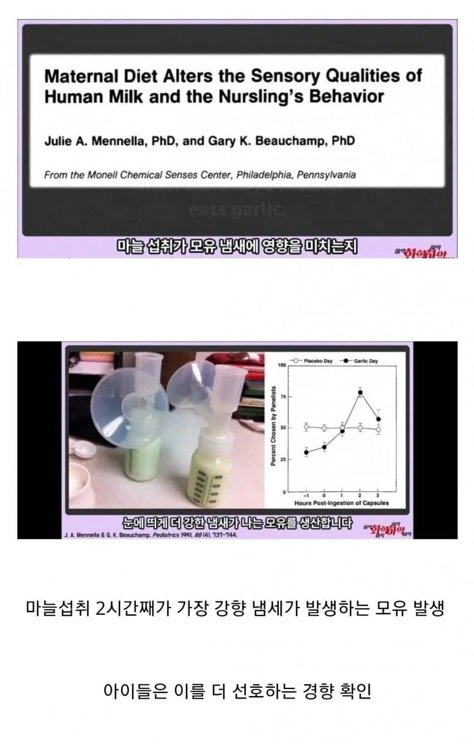 ㅇㅎ) 마늘이 ㅁ유에 미치는 영향