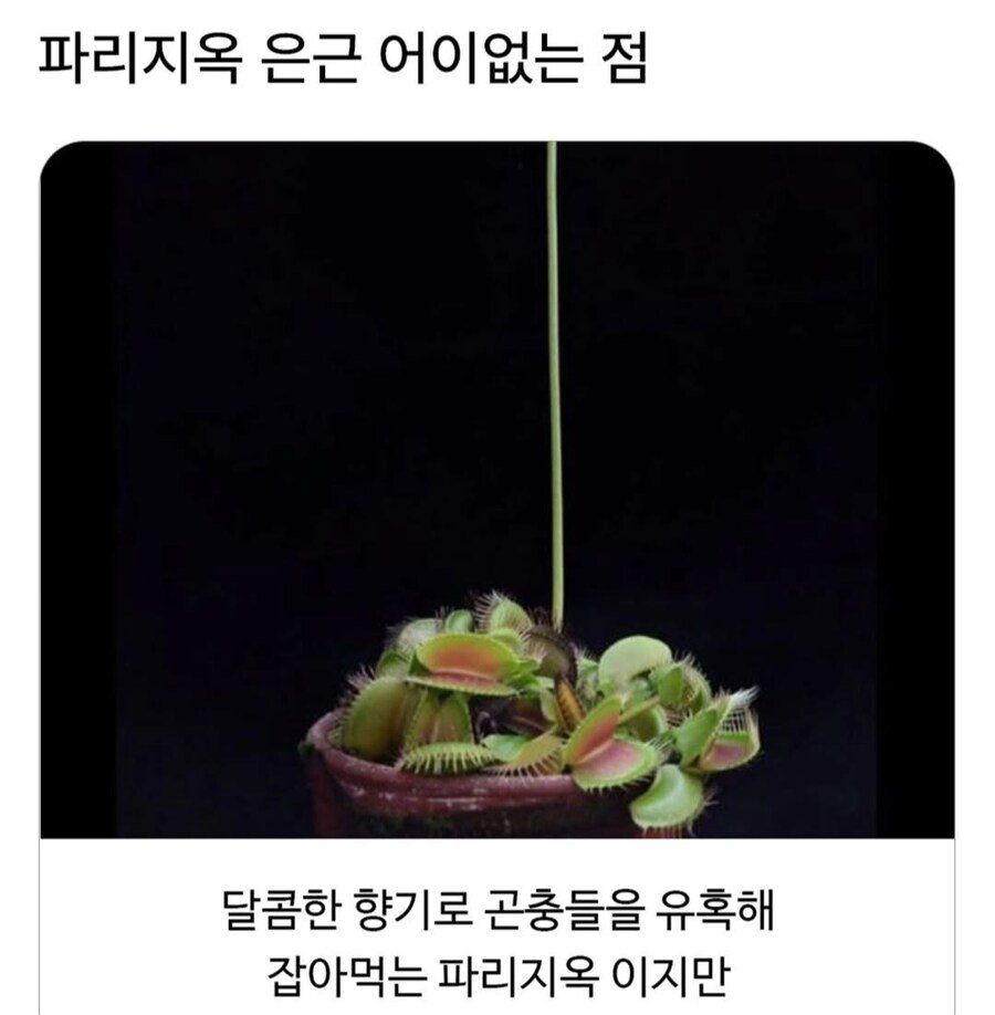 파리지옥 은근 어이없는 점