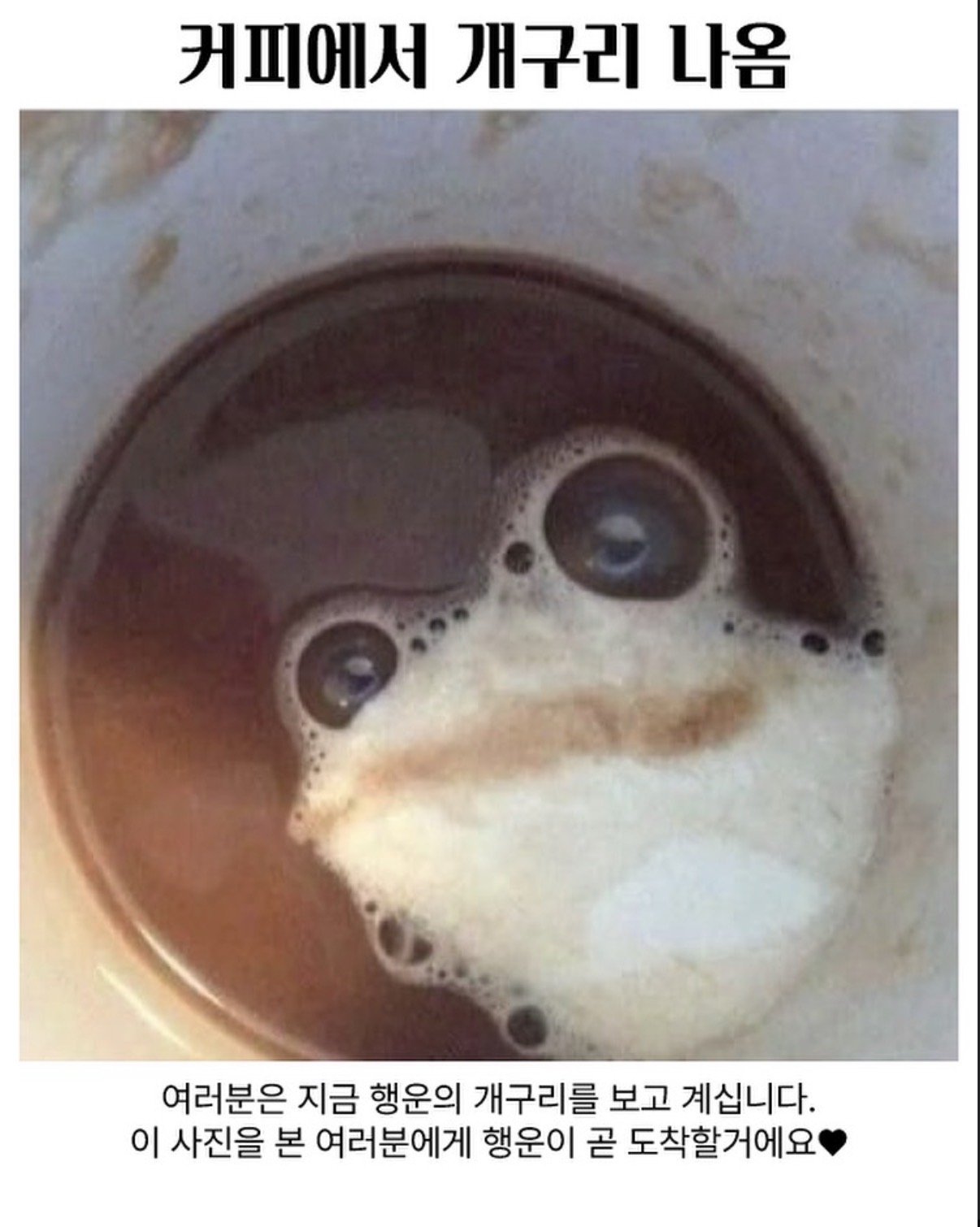 커피에서 개구리 나옴 ㄷㄷㄷ;;