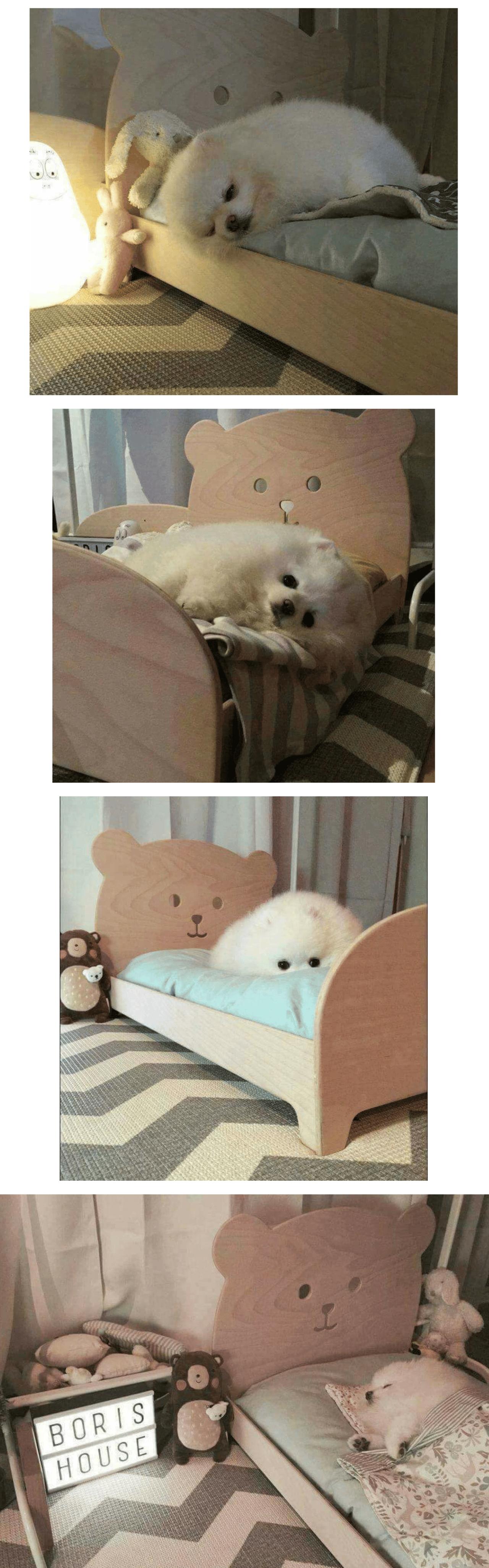 강아지에게 침대를 사줬더니