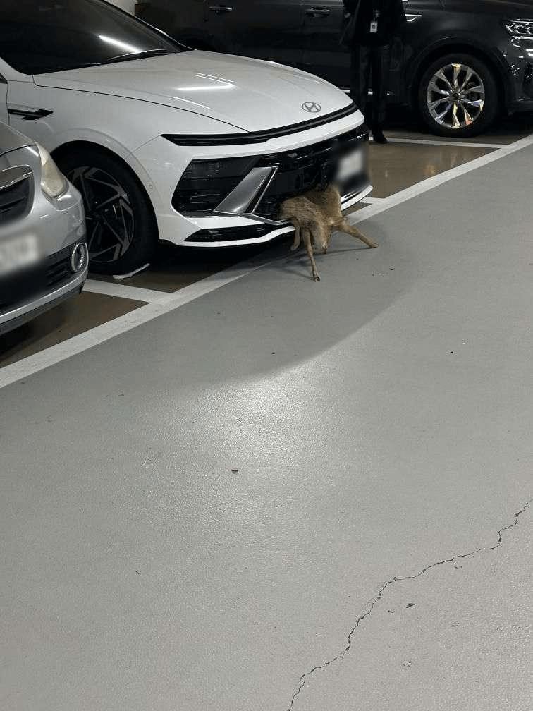 약혐) 범퍼에 고라니 낀줄도 모르고 운전한 차주 ㄷㄷ