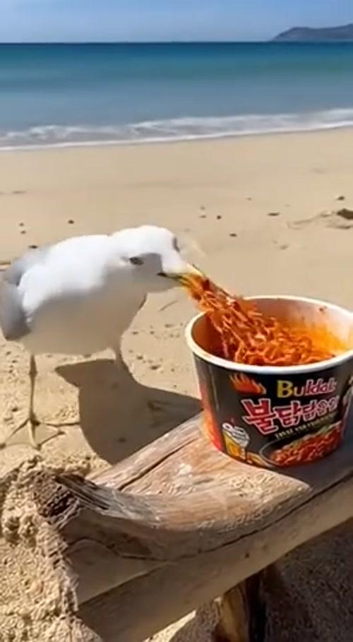 불닭뽁음면 반응류....mp4