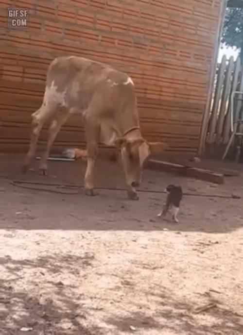 소따위는 우스운 냥이