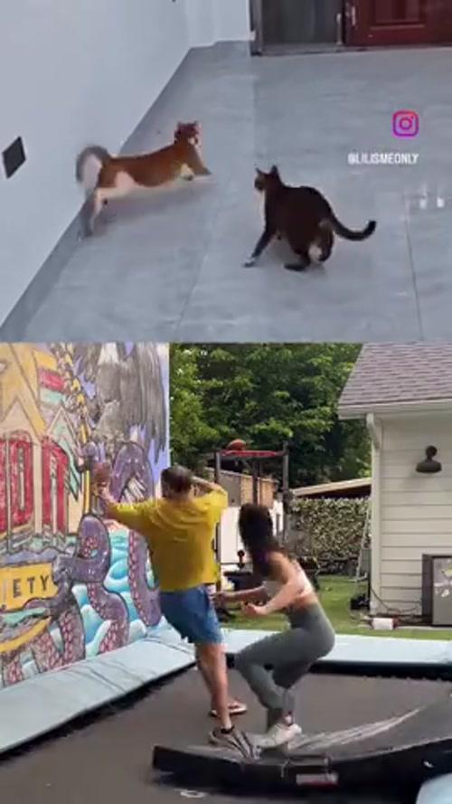 고양이 스킬 따라해보는 집사