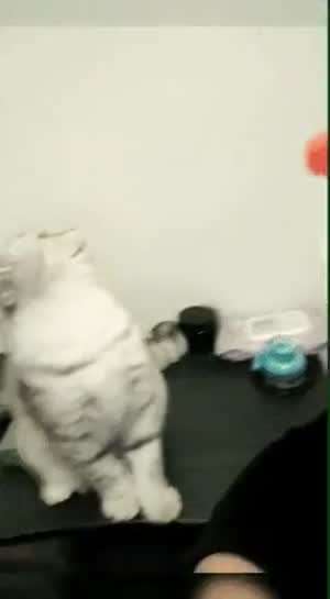 냥이랑 놀아주기