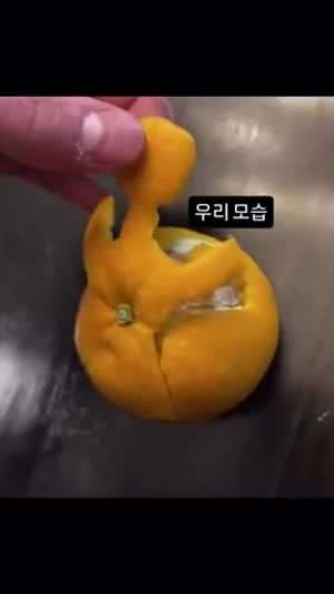 귤로도 가능한 우리모습